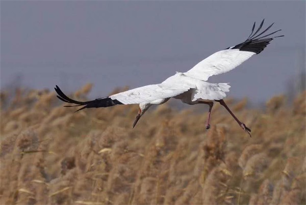 ƶŹ,Ұ׷,׷,׷